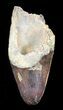 Cretaceous Fossil Crocodile Tooth - Morocco #50250-1